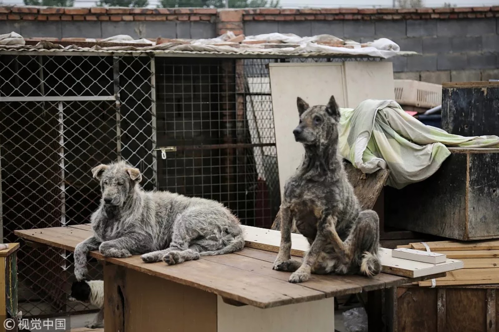 Multiple endings for stray dogs in Beijing 