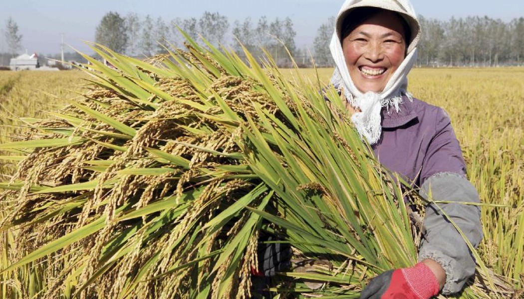 chinese agriculture