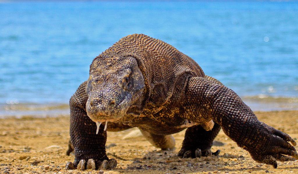 Komodo dragon