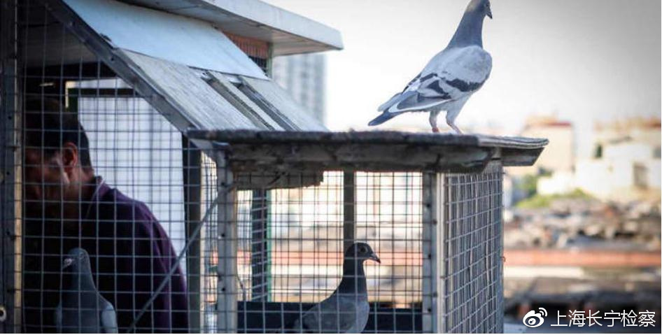 pigeon