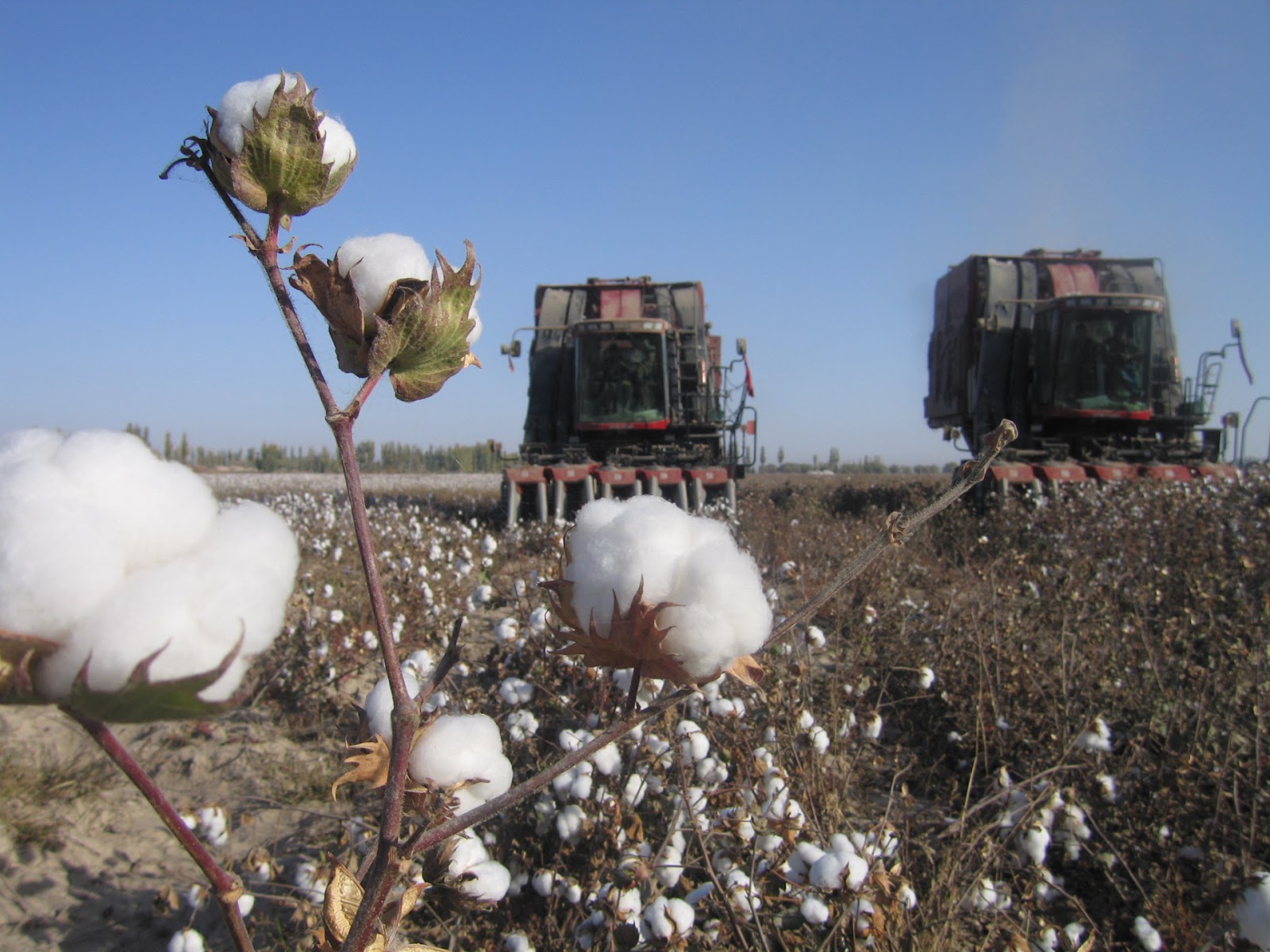 cotton harvest in xinjiang, china