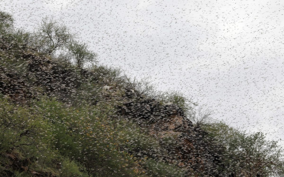 a swarm of locusts