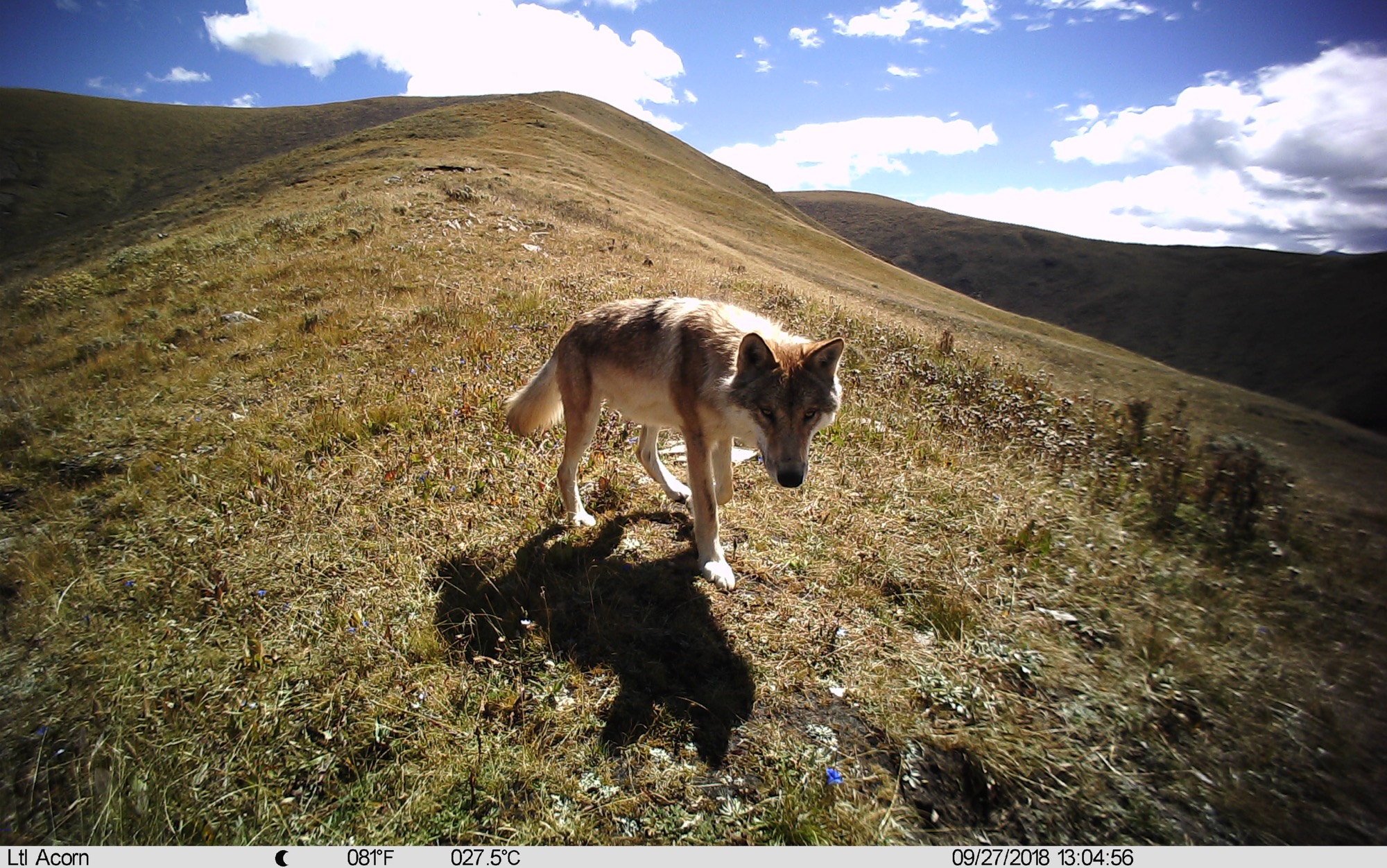 A new hope for China's endangered animals – The China Project A new hope for China's endangered animals – The China Project