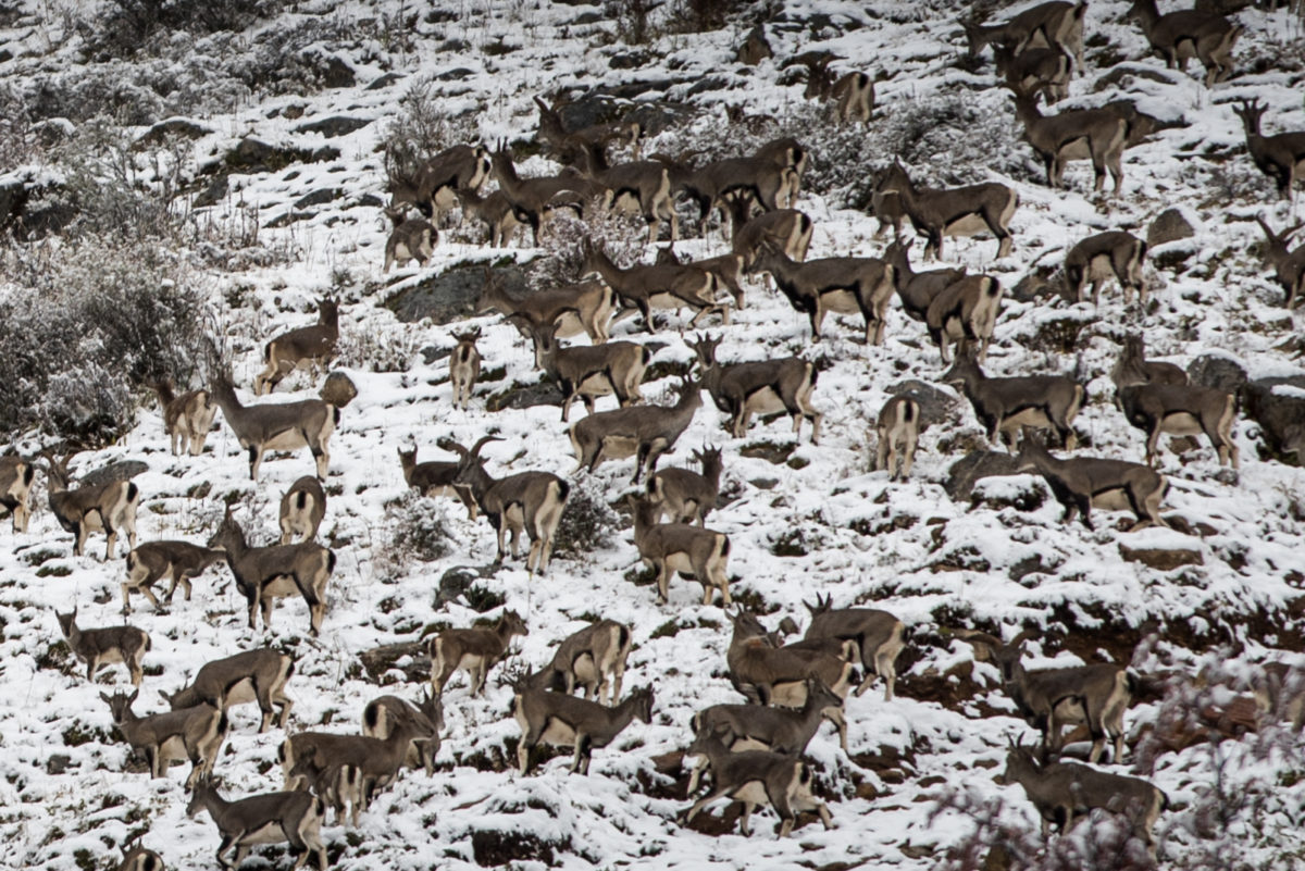 A New Hope For China’s Endangered Animals – The China Project