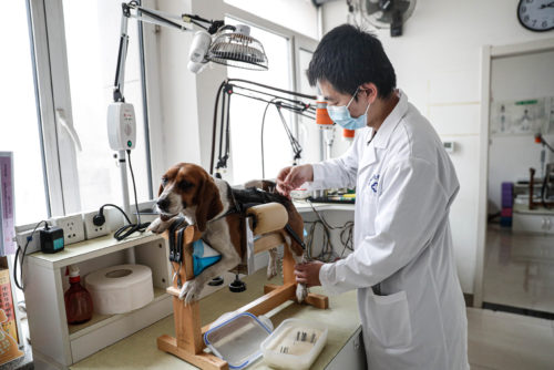Doctor treats pet with traditional Chinese medicine treatment in Liaoning