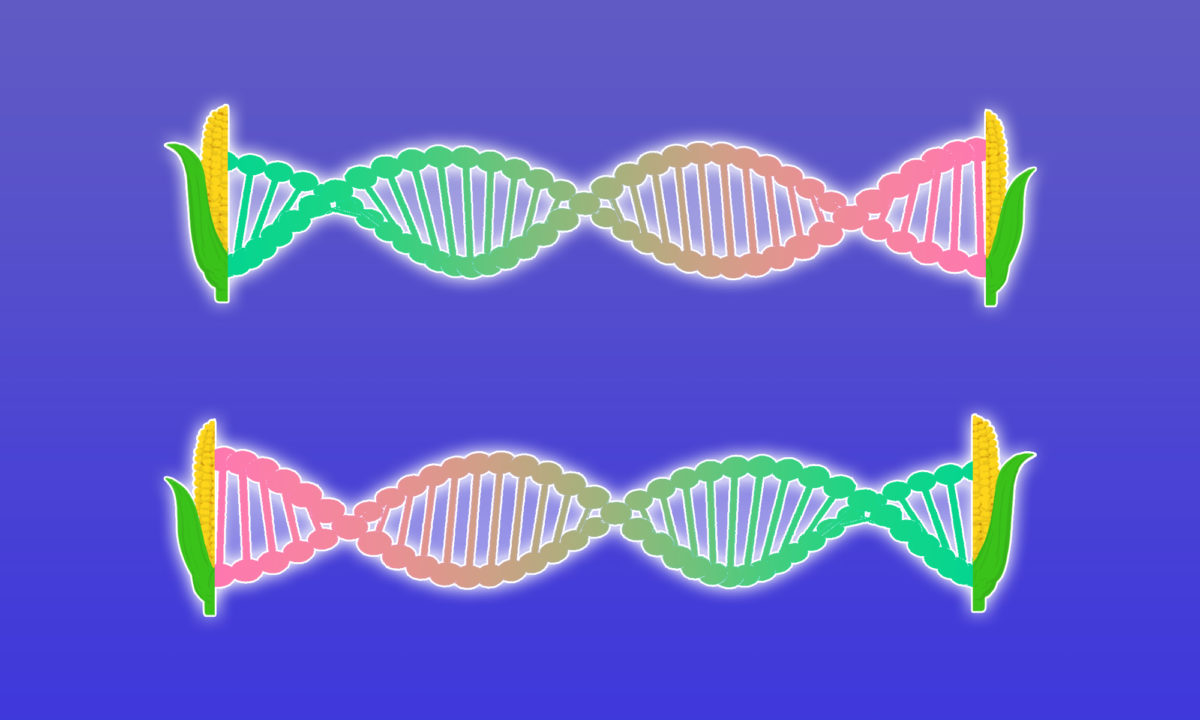 genetically modified corn illustration
