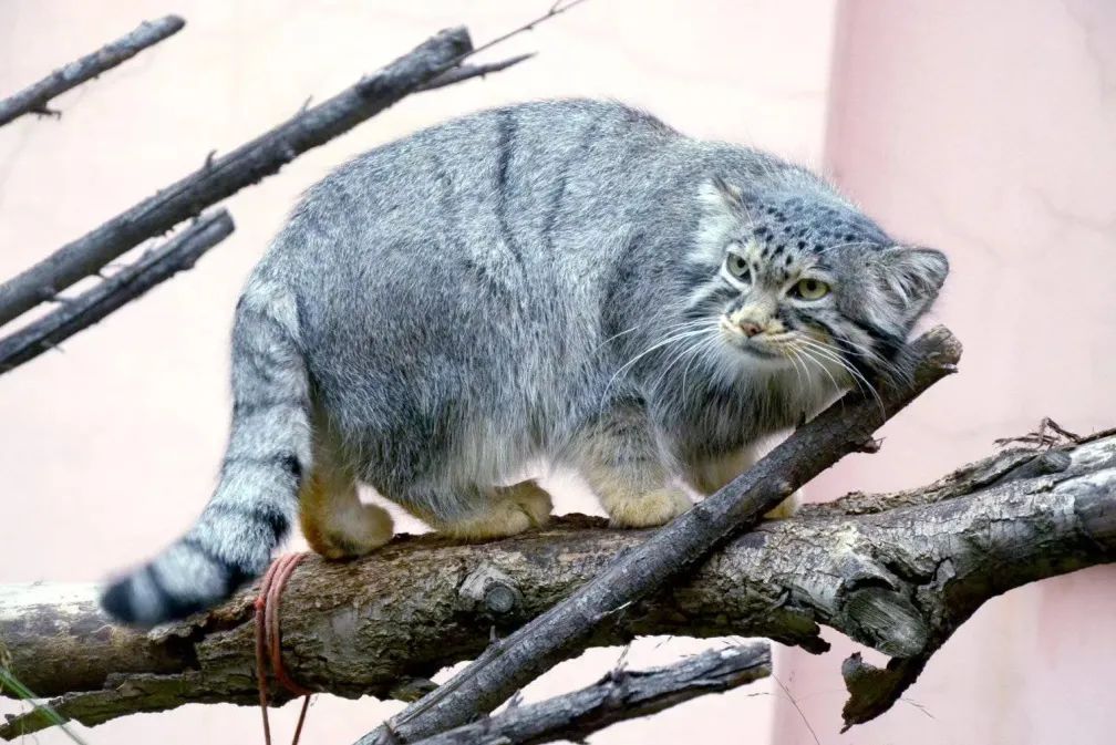 Pallas' Cat Archives - CMZoo