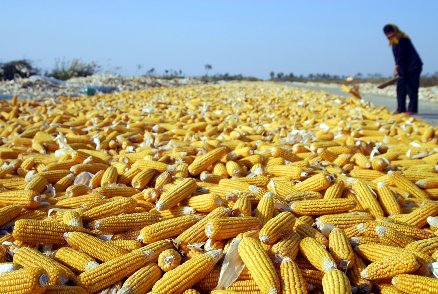 China set to approve growing genetically modified corn – The China Project