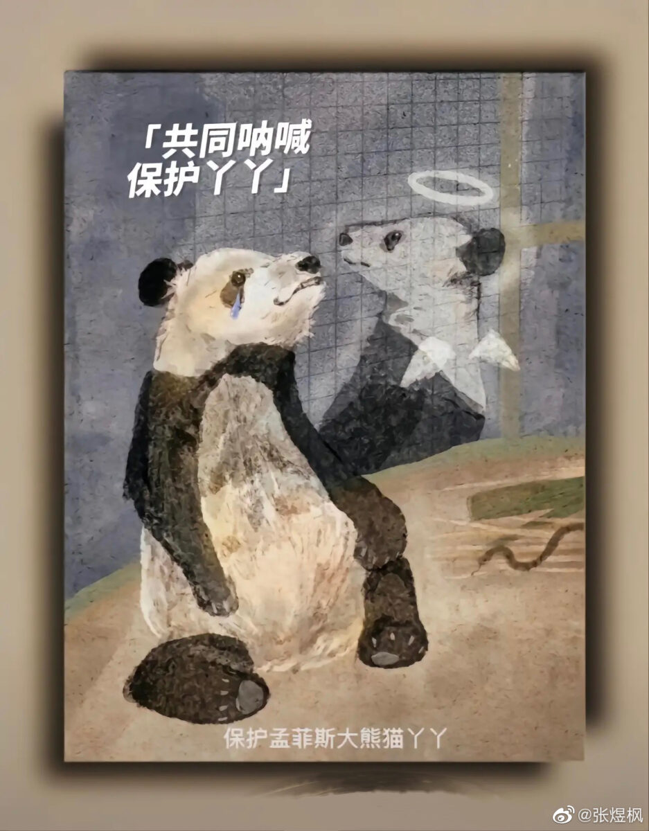 The Memphis Zoo pandas touched a nerve on Chinese social media – The